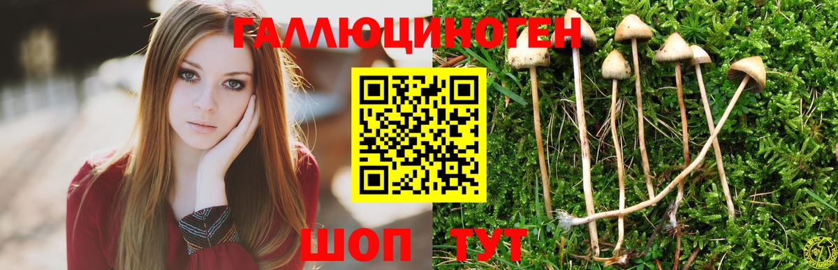 Псилоцибиновые грибы GOLDEN TEACHER  Вход с VPN  Лениногорск  Псилоцибиновые грибы Cubensis 